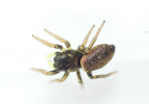 Réf. 180 027 : Heliophanus auratus